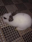 Puteh - Angora Rabbit Rabbit