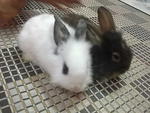 Puteh - Angora Rabbit Rabbit