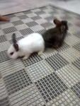 Puteh - Angora Rabbit Rabbit