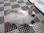 Lala - Angora Rabbit Rabbit