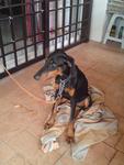 Doberman - Chacha - Doberman Pinscher Dog