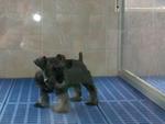 Miniature Schnauzer Puppies  - Schnauzer Dog