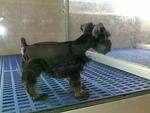 Miniature Schnauzer Puppies  - Schnauzer Dog