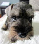 Miniature Schnauzer - Schnauzer Dog