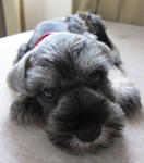 Miniature Schnauzer - Schnauzer Dog