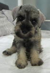 Miniature Schnauzer - Schnauzer Dog