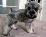 Miniature Schnauzer - Schnauzer Dog