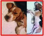 Spike Has Been Found - Beagle Dog