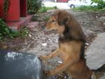 Happy Boy - Mixed Breed Dog