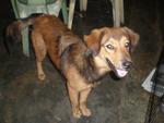 Happy Boy - Mixed Breed Dog