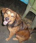 Happy Boy - Mixed Breed Dog