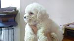 PF16882 - Poodle Dog