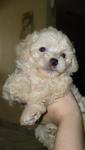 PF16883 - Poodle Dog