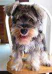 Lucas Has Been Found - Schnauzer Dog