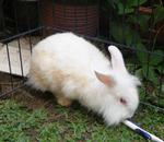 PF16913 - Lionhead Rabbit