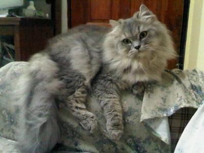 Hercules - Persian Cat