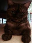 Ho Lok - Exotic Shorthair Cat