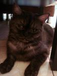 Ho Lok - Exotic Shorthair Cat