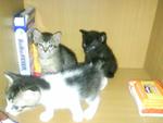 3 Little Cuties Ready To Be Adopted - Domestic Short Hair Cat