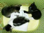 3 Little Cuties Ready To Be Adopted - Domestic Short Hair Cat