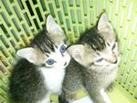 3 Little Cuties Ready To Be Adopted - Domestic Short Hair Cat