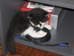 blacky loves to sleep in a dark place.. especially under my bed..