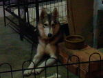 Princess Abby - Siberian Husky Dog