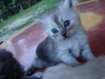 Sally - Persian Cat