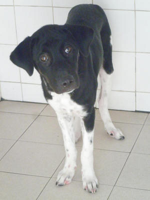Jojo - Mixed Breed Dog