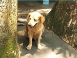 Bongo - Golden Retriever + Labrador Retriever Dog