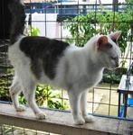 PF1709 - Domestic Short Hair Cat