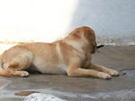 Old: Labrador - Labrador Retriever Dog