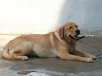 Old: Labrador - Labrador Retriever Dog