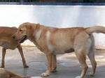 Old: Labrador - Labrador Retriever Dog