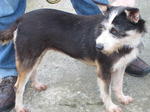 Old: Tag 11 - Terrier Mix Dog