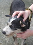 Old: Tag 11 - Terrier Mix Dog