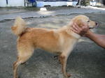 Old: Tag 85 - Adopted - 200903 - Mixed Breed Dog