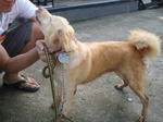 Old: Tag 85 - Adopted - 200903 - Mixed Breed Dog