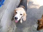 Old: Tag 88 - Beagle Dog