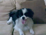 Gigi - Shih Tzu Dog