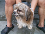 Old: Shih Tzu - Shih Tzu Dog