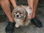 Old: Shih Tzu - Shih Tzu Dog