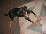 Will - Mixed Breed Dog