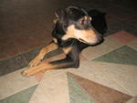 Will - Mixed Breed Dog