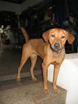 Carmen - Mixed Breed Dog