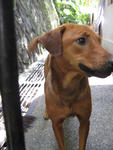 Carmen - Mixed Breed Dog