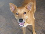 Sherry - Mixed Breed Dog