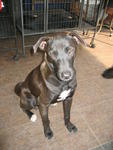 Paul - Mixed Breed Dog