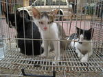 Kitten in the middle Adopted