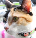  Rip-meowchai (Sep 07 - 10th Jun 21) - Calico + Domestic Medium Hair Cat